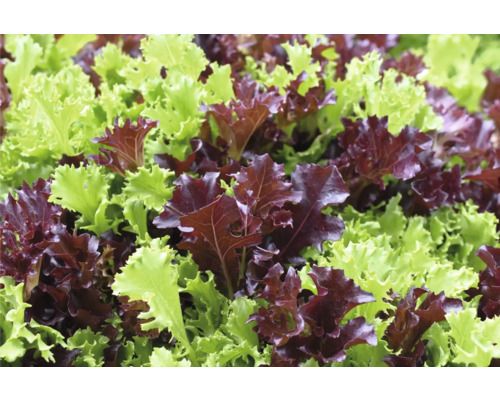 Rode en groene losse sla FloraSelf Lactuca sativa 6-pack
