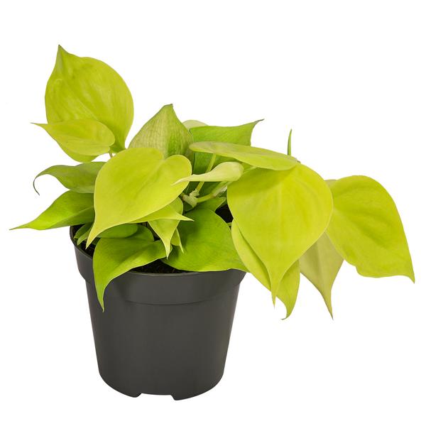 Baumfreund - Philodendron micans 'Lime'