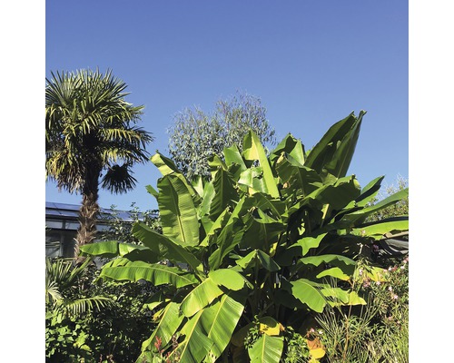 Sierbanaan FloraSelf Musa basjoo H 25-30 cm Ø 17 cm pot