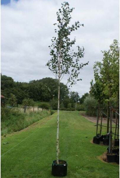 Witte berk (Betula utilis 'Doornbos') H 150 cm