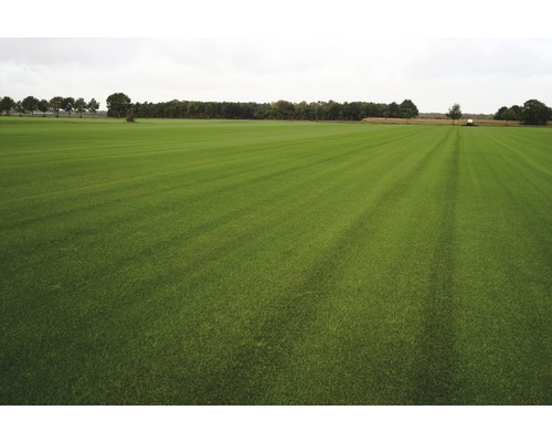 Premium gerold graszoden, bestelhoeveelheid 30-39 m², dagelijks vers gesneden