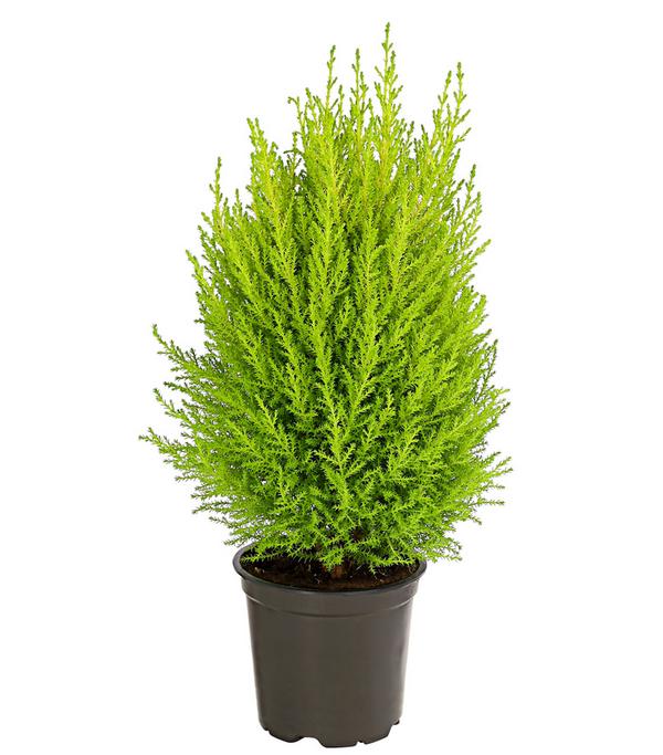 Zimmerzypresse 'Goldcrest', Pyramide