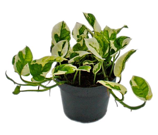 Efeutute - Epipremnum aureum 'N'Joy'