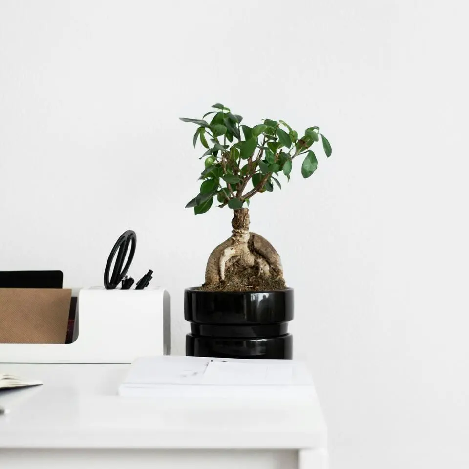 Chinese vijg - Set van 4 - Ficus microcarpa - Hoogte 30-40cm - ⌀12cm
