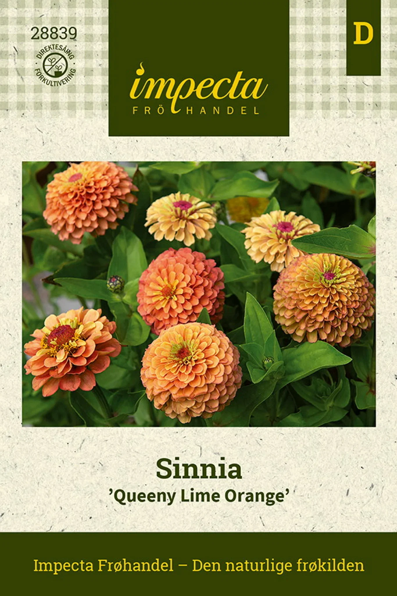 Zinnia elegans 'Queeny Lime Orange' Sinnia 'Queeny Lime Orange'