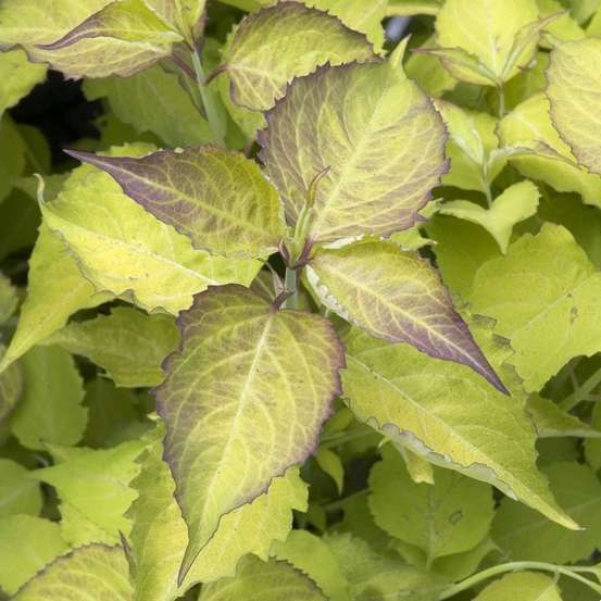 Leycesteria formosa ' Golden Lantern ' ® : ctr 5 litres