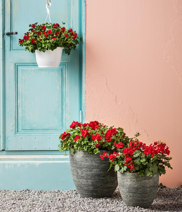 Bodendecker-Geranie 'Caliente Dark',