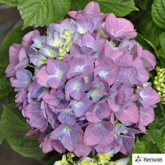 Hydrangea Macrophylla Early Blue : C.5L