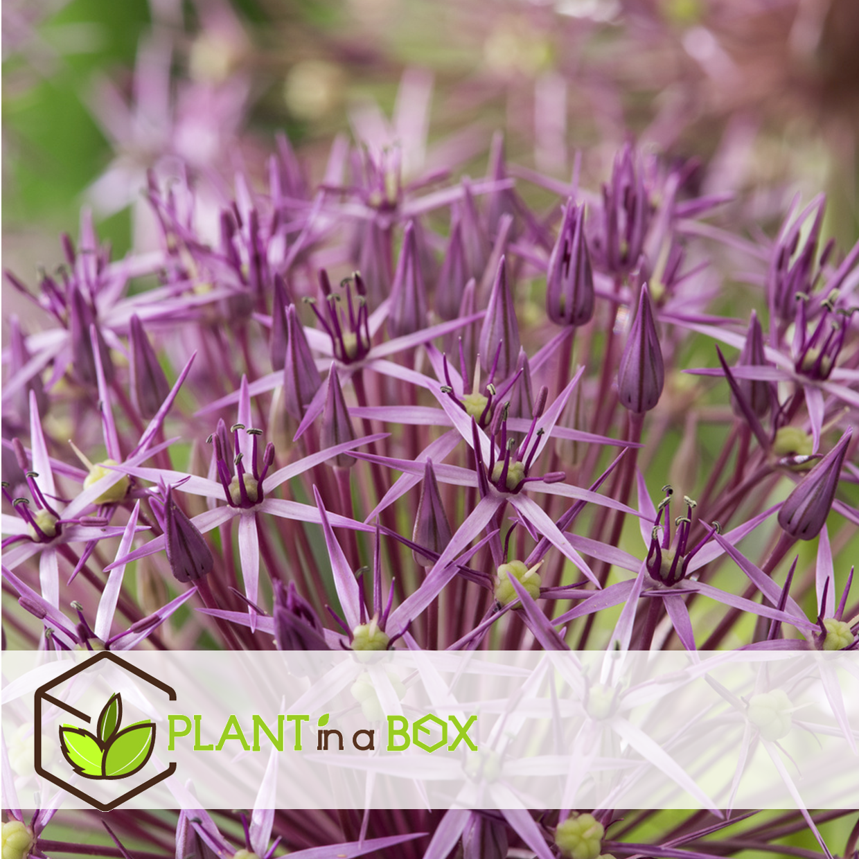 Allium christophii - bulbes de fleurs x15 - violet
