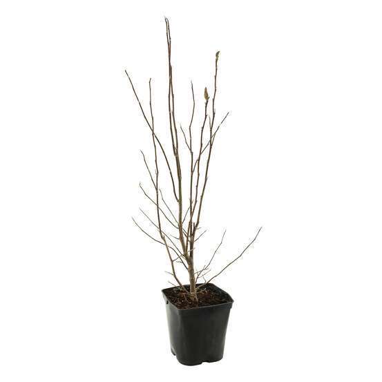 Magnolia x Pinkie : conteneur rond carré de 5 L