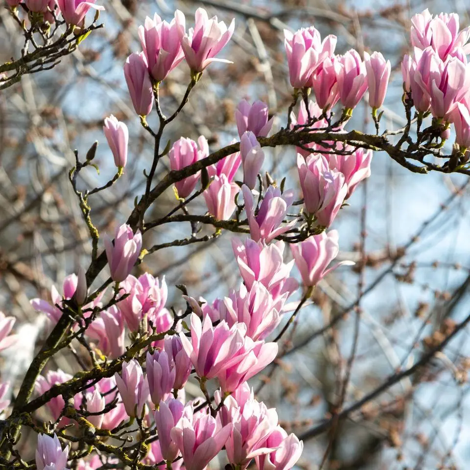 Beverboom - Set van 3 - Magnolia 'Soulangea' - Hoogte 25-40cm - ⌀9cm