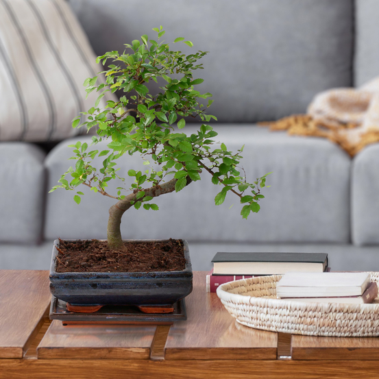 Bonsai Zelkova en céramique