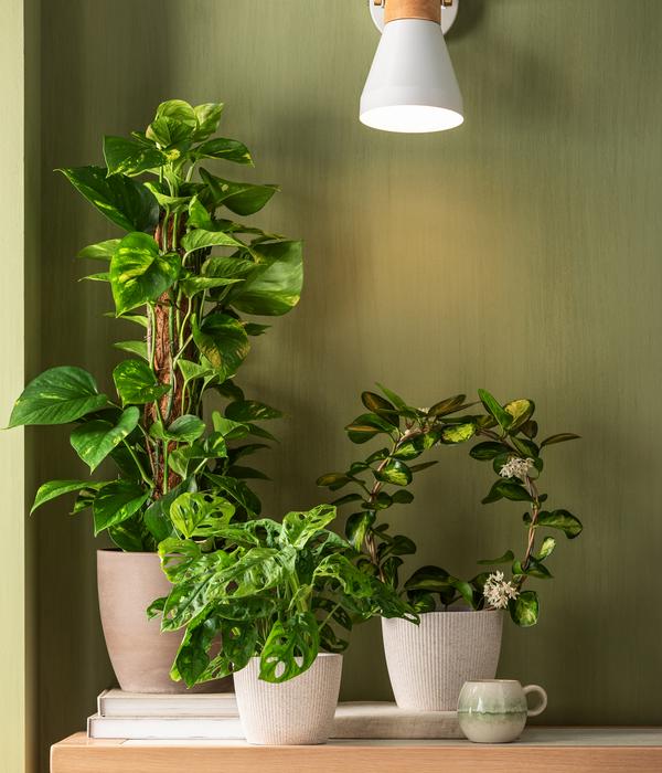Dehner Kunststoff-Topf Magnolia, konisch