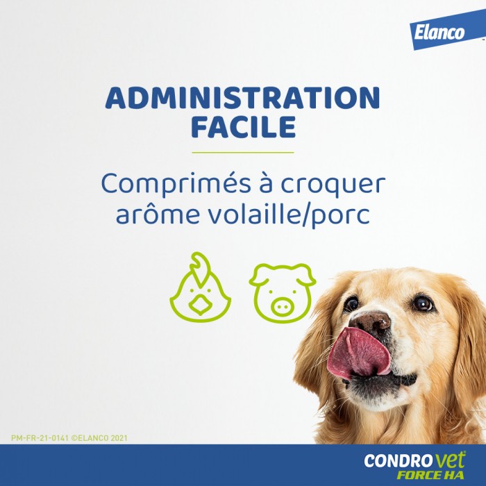 Condrovet Chien