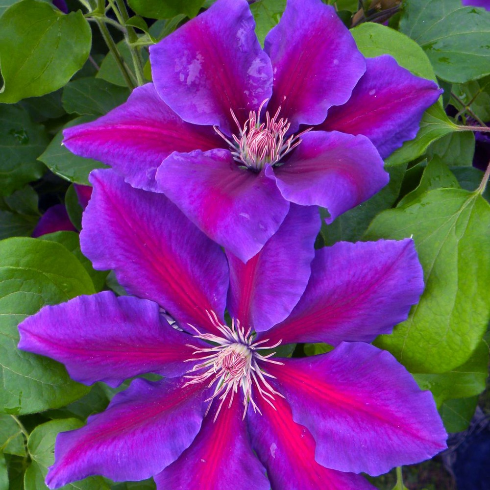 Clématite wildfire/clematis wildfire[-]pot de 1,5l - tuteur bambou 30/60 cm