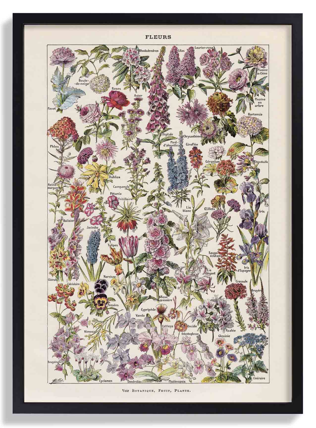 Fleur, der Klassiker Vintage Blumen von Adolphe Millot