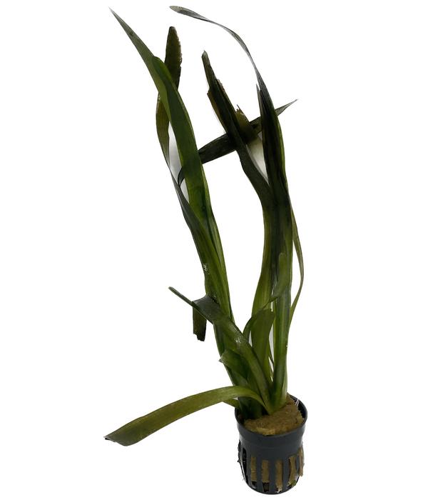 Dehner Aqua Riesenvallisnerie - Vallisneria