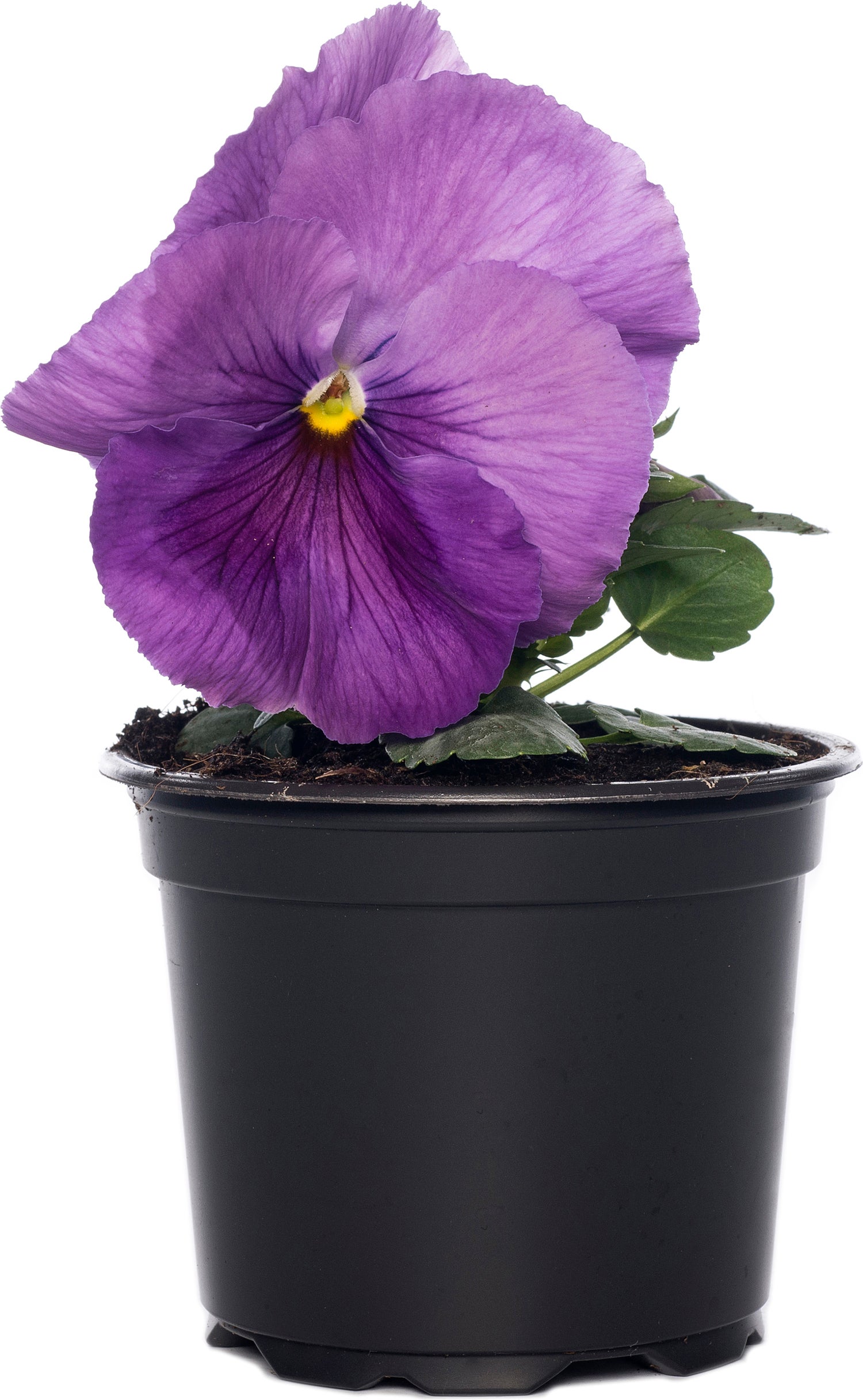 Viooltjes (Viola cornuta) D 9 cm