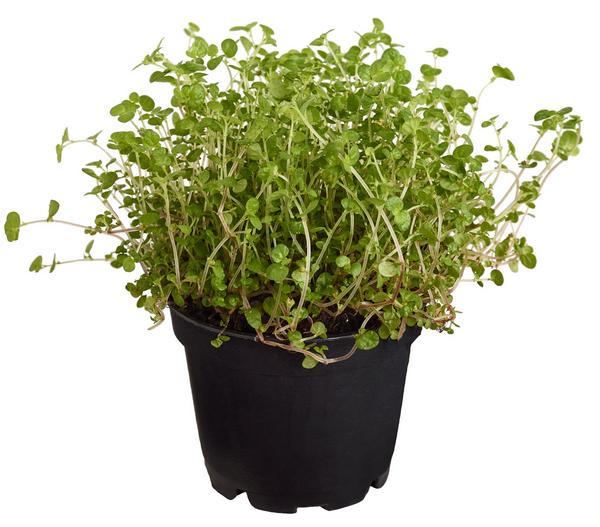 Bubikopf - Soleirolia soleirolii
