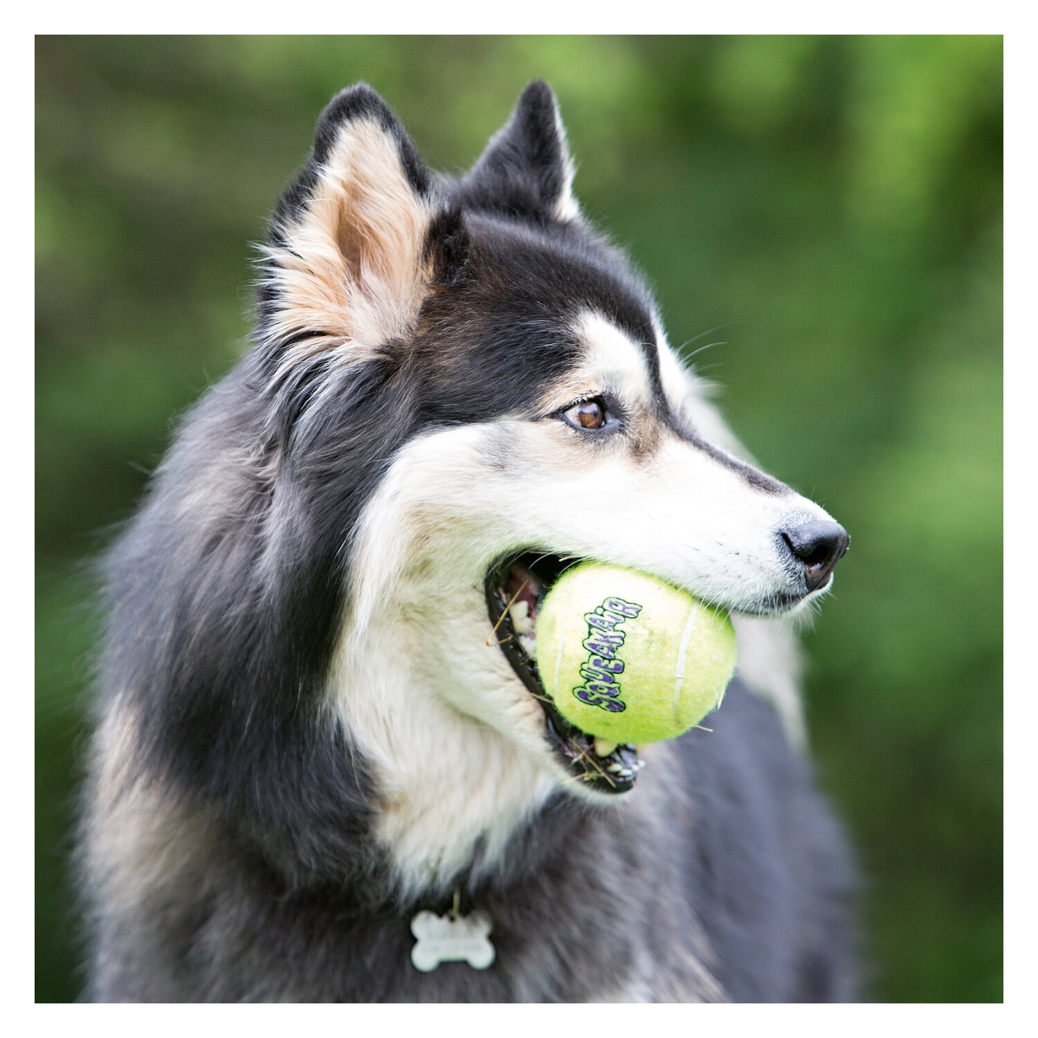 HUNTER KONG Airdog Squeakair Balls  - gelb - L (2 Stück. Ø 8.2 cm)