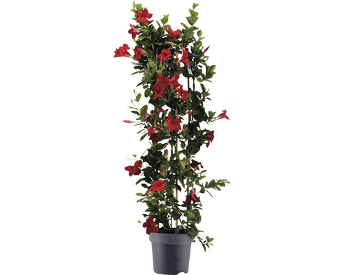 Dipladenia, trechtervormige bloemenzuil FloraSelf Dipladenia mandevilla hybride Totale hoogte ca. 100 cm Ø 21 cm pot rood