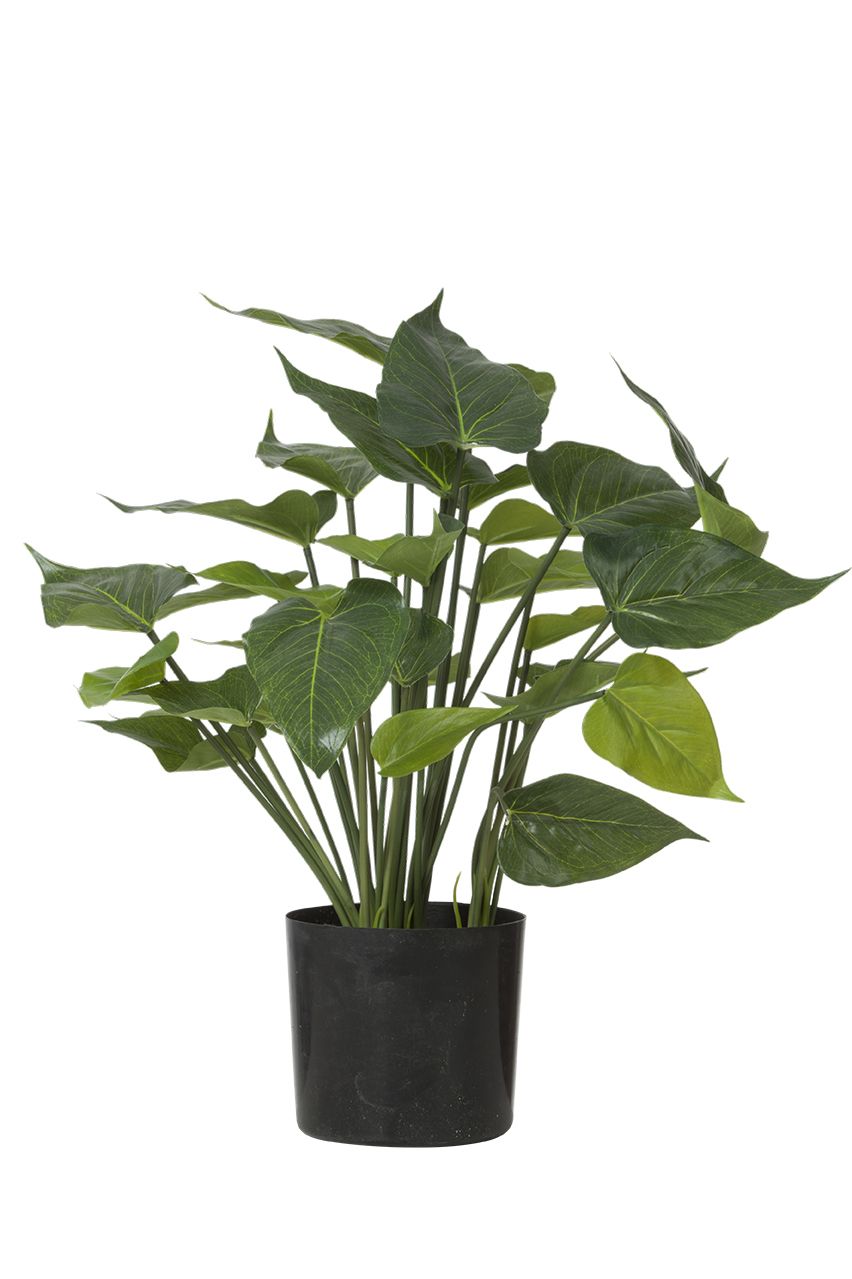 Anthurium plante