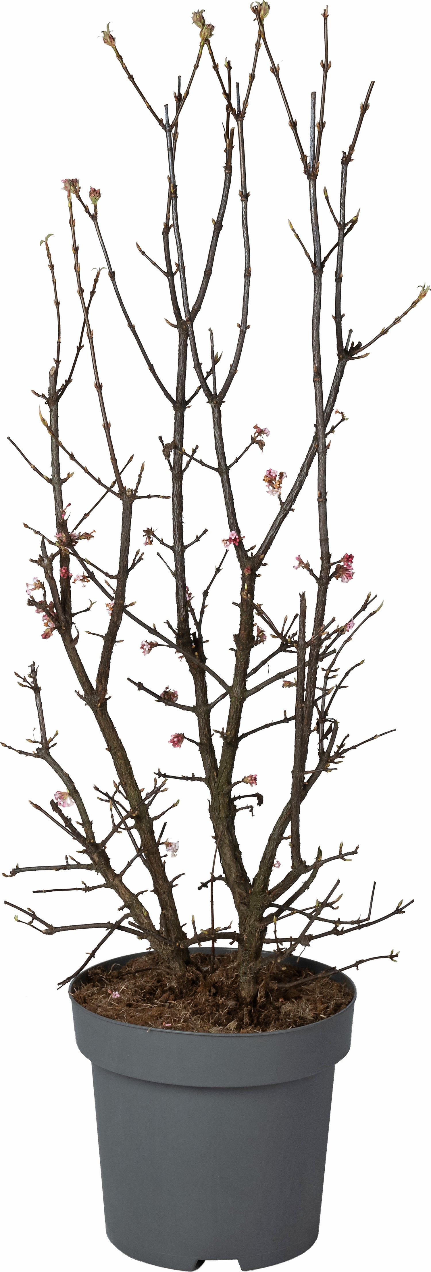 Sneeuwbal (Viburnum bodnantense 'Dawn') D 32 H 90 cm