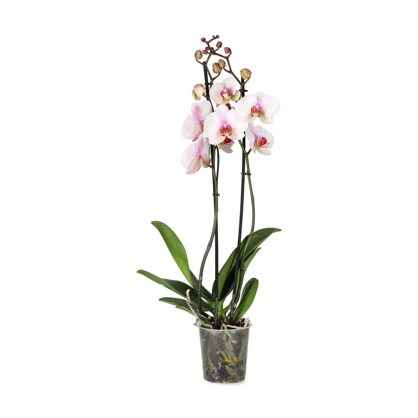 Phalaenopsis hybrid Orkidé Høyde 60-70 cm