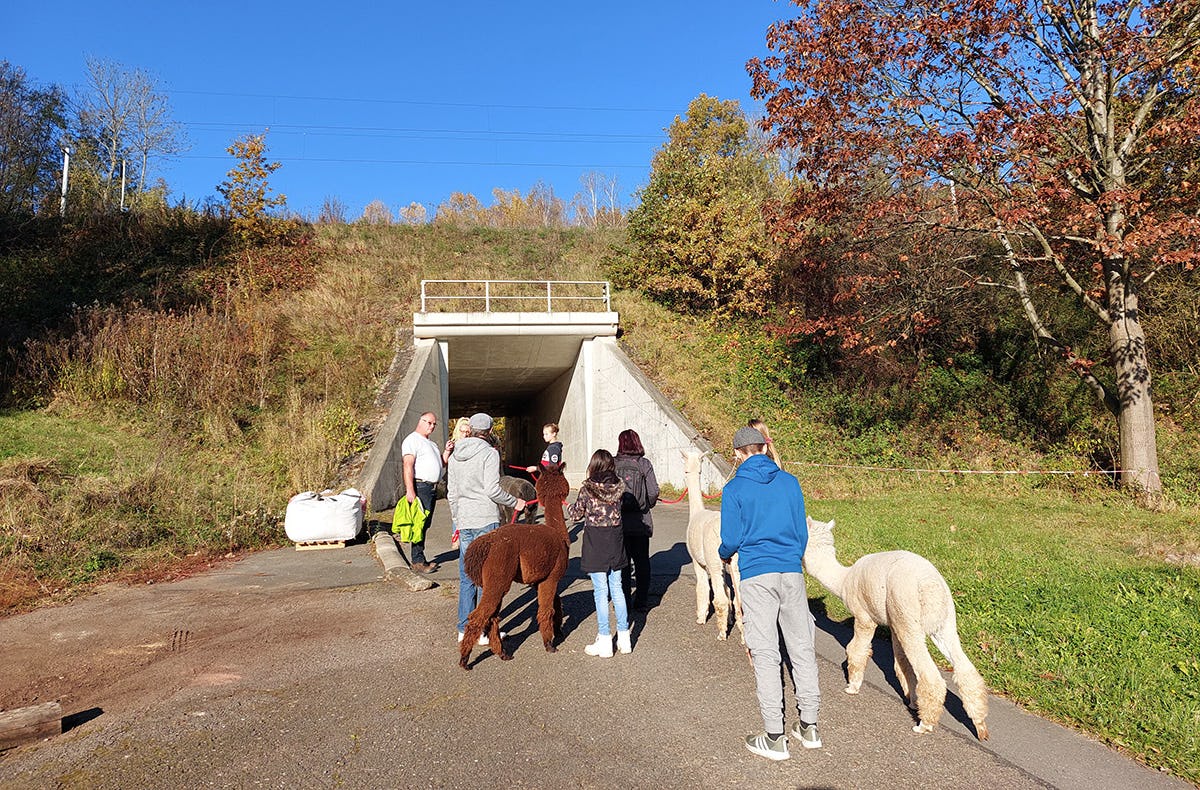Alpaka Wanderung St. Egidien für 2 mit Kreativprogramm