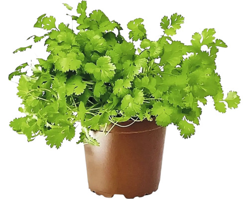 Biologische Koriander FloraSelf Organic Coriandrum sativum Ø 12 cm pot
