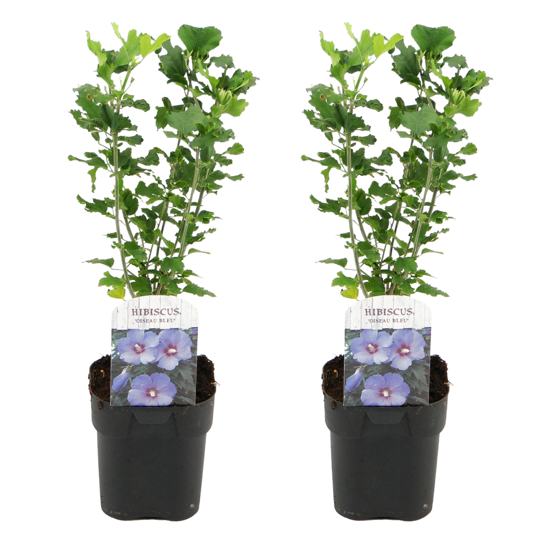 Hibiscus syriacus - 'oiseau blue' - lot de 2 - pot 17cm - hauteur 25-40cm