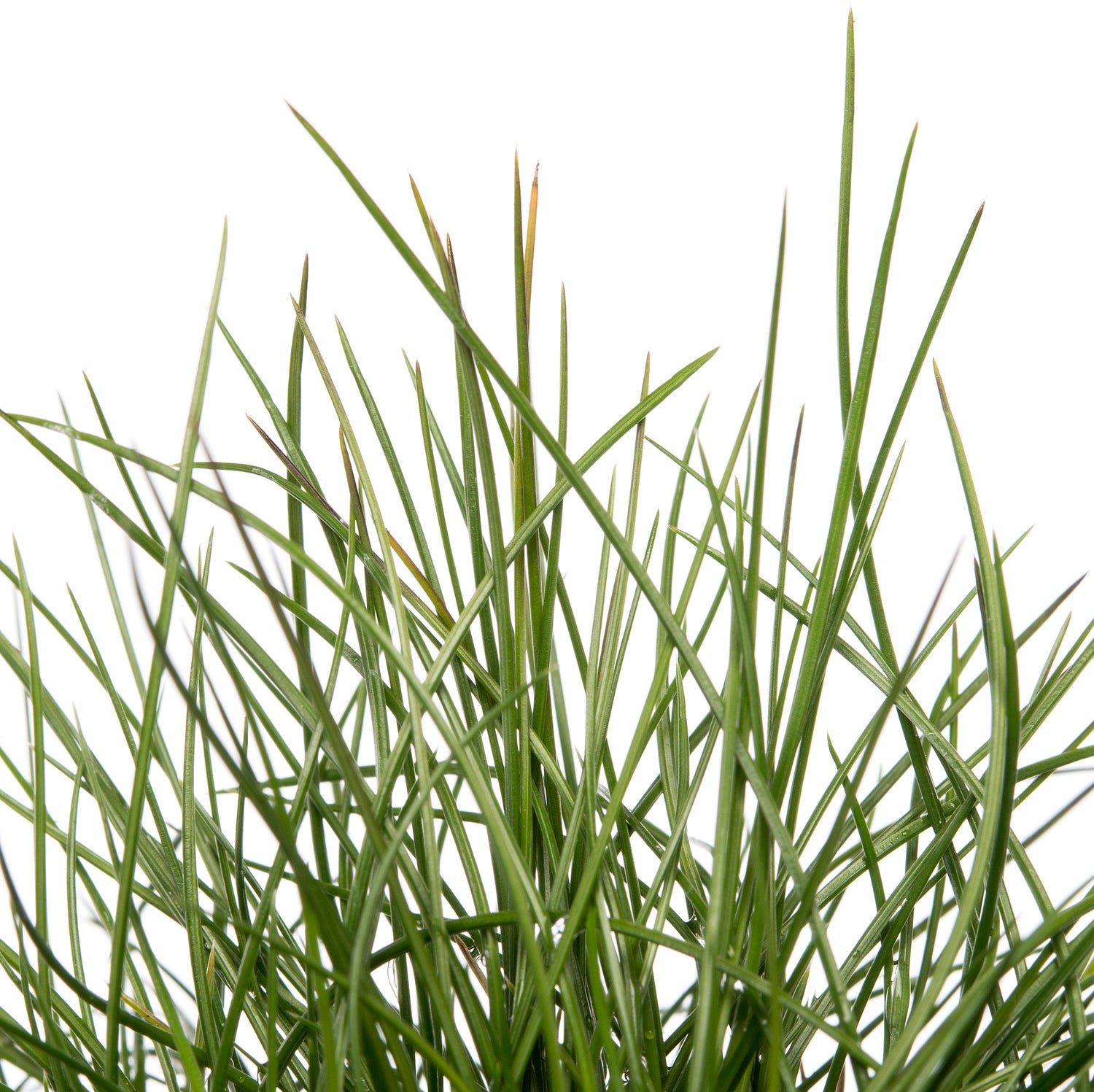 Blauwgras (Festuca gautieri 'Pic Carlet') D 9 H 10 cm