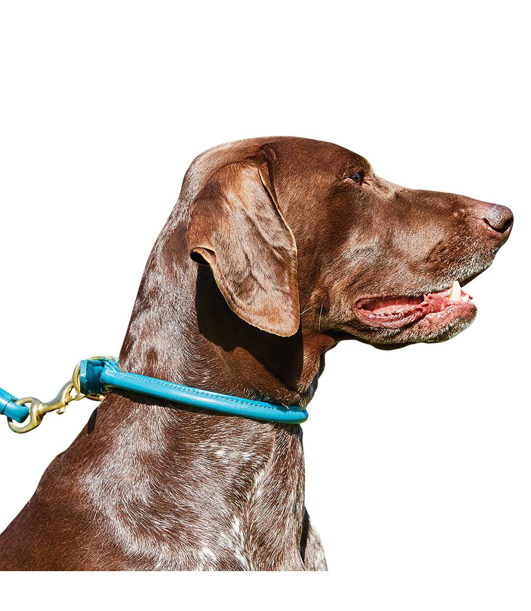 Weatherbeeta - Collier cuir - Chien (Bleu clair) (XL) - UTWB1256