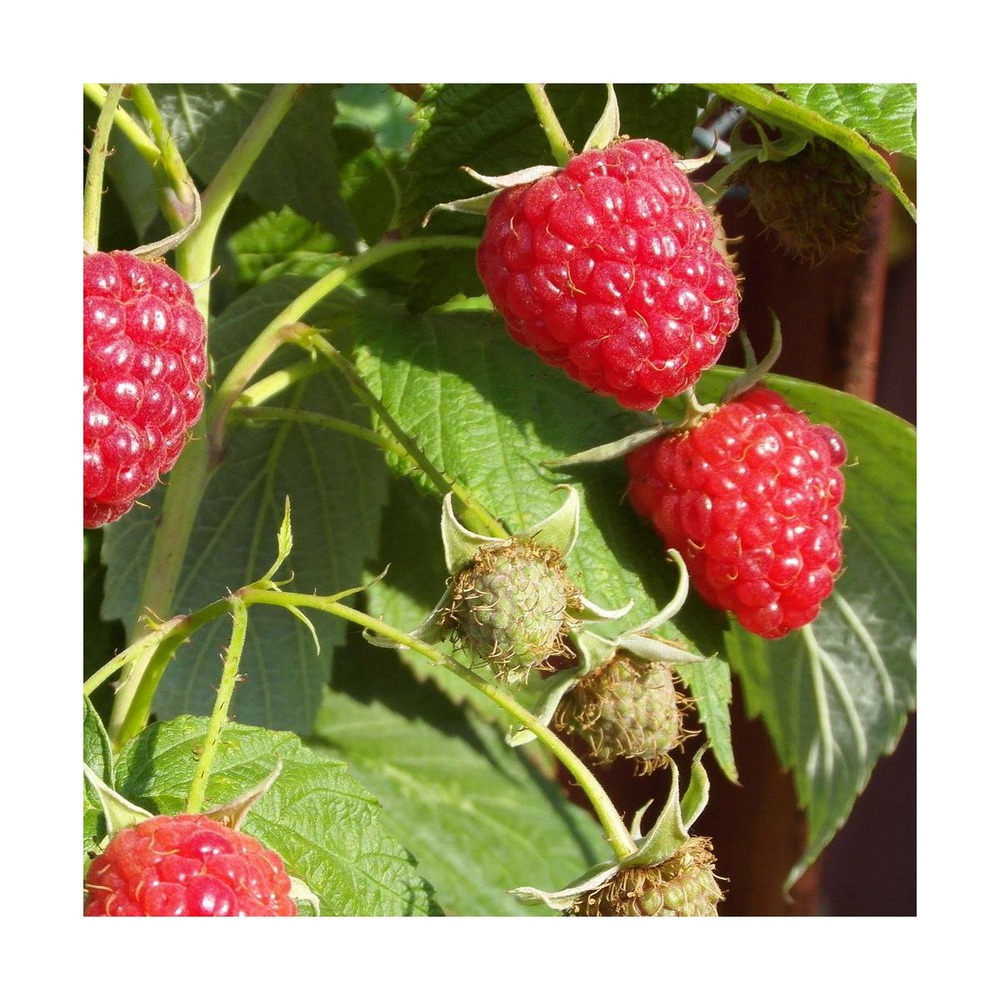 Framboisier idaeus paris®/rubus idaeus paris®[-]pot de 3l - 40/60 cm