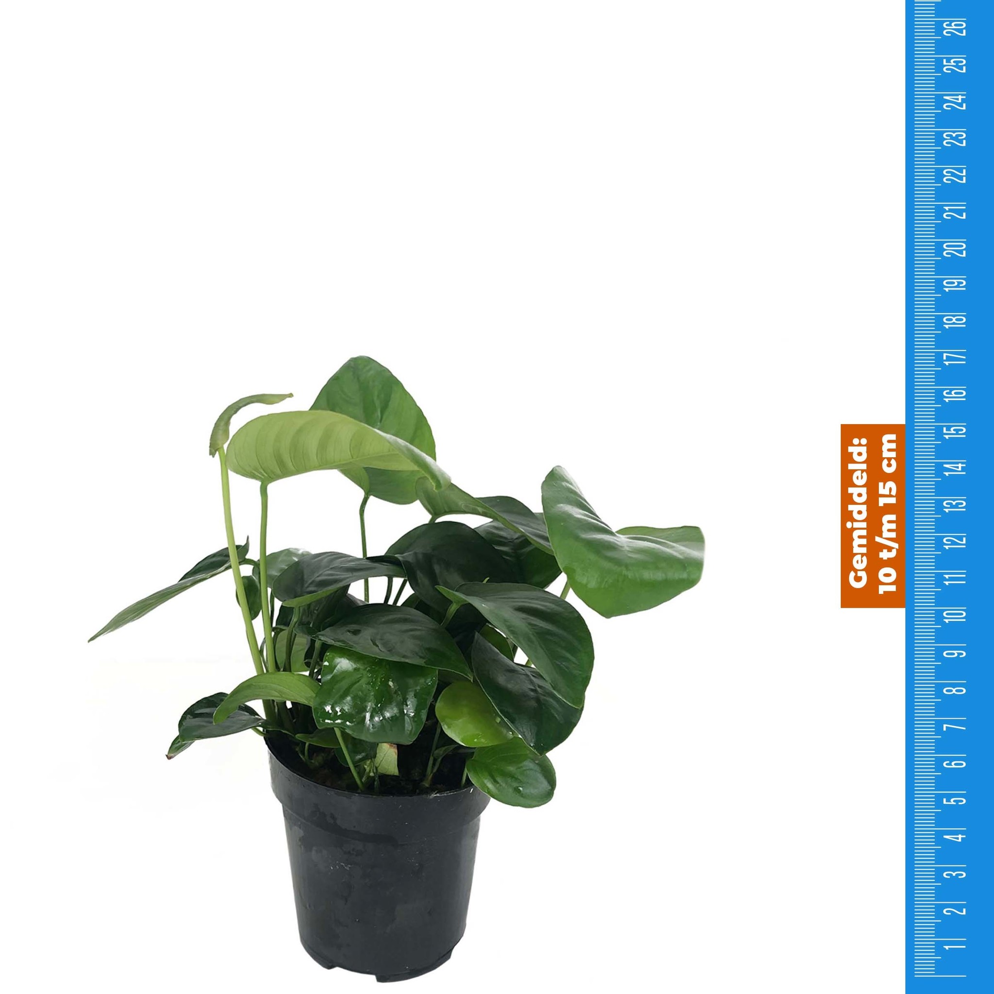 Anubias Nana - Extra Groot | AquastoreXL