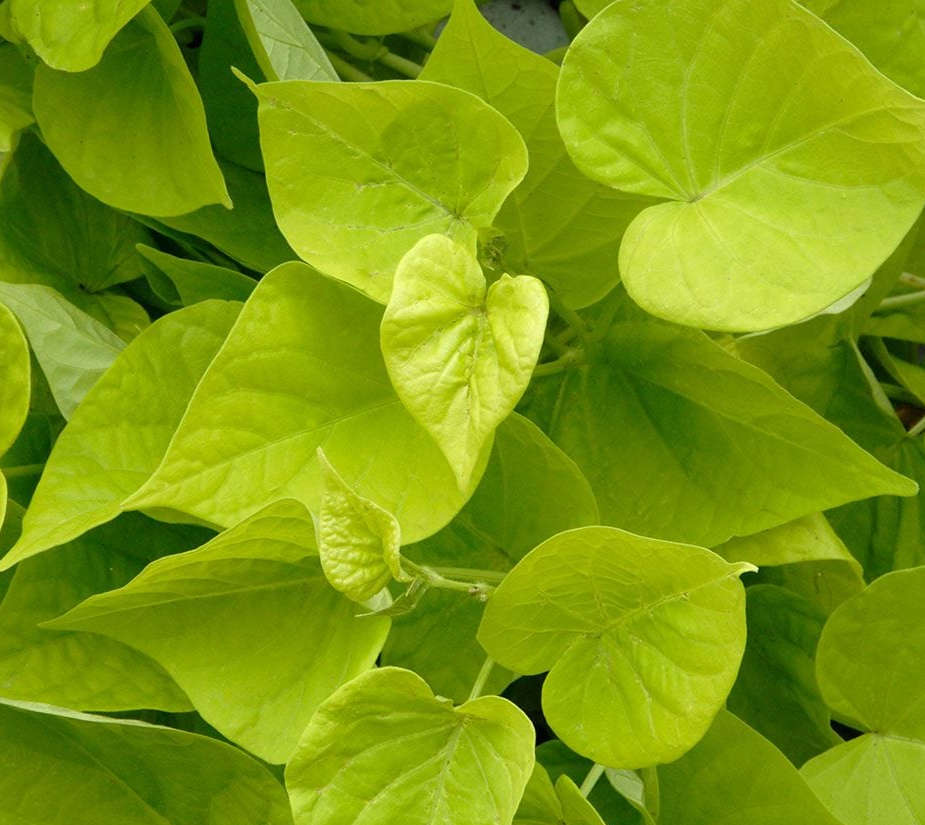 Ipomoea batatas (patate douce) blanc - taille pot de 2 litres ? 20/30 cm