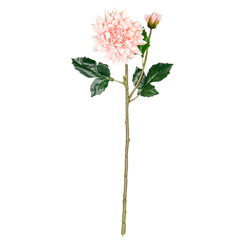 Tige de dahlia