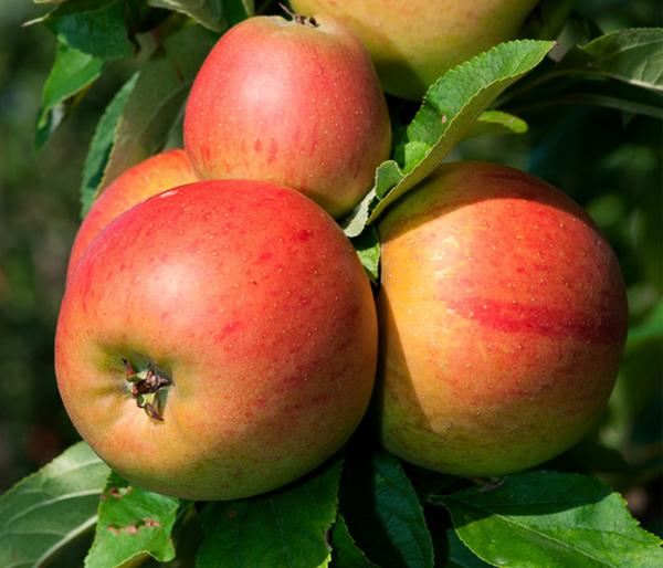 Winterapfel 'Goldparmäne'