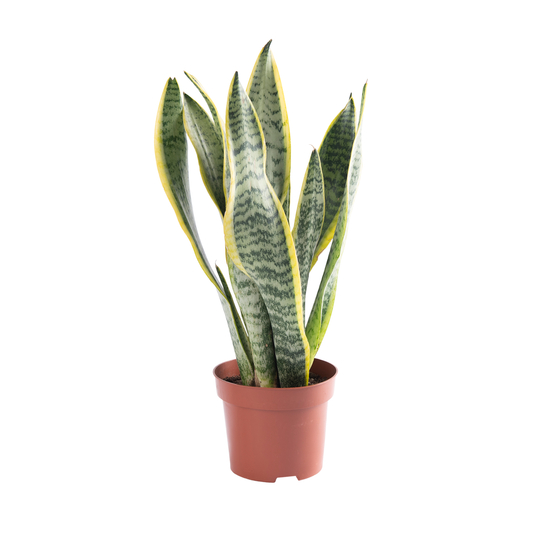 Sanseveria Superba - pot D12