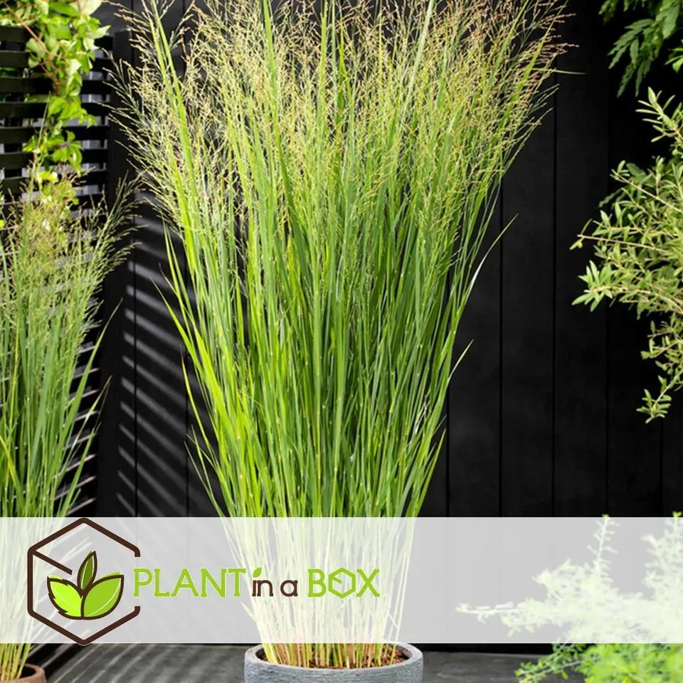 Vingergras - Panicum virgatum 'Northwind' - Hoogte 40-60cm - ⌀23cm