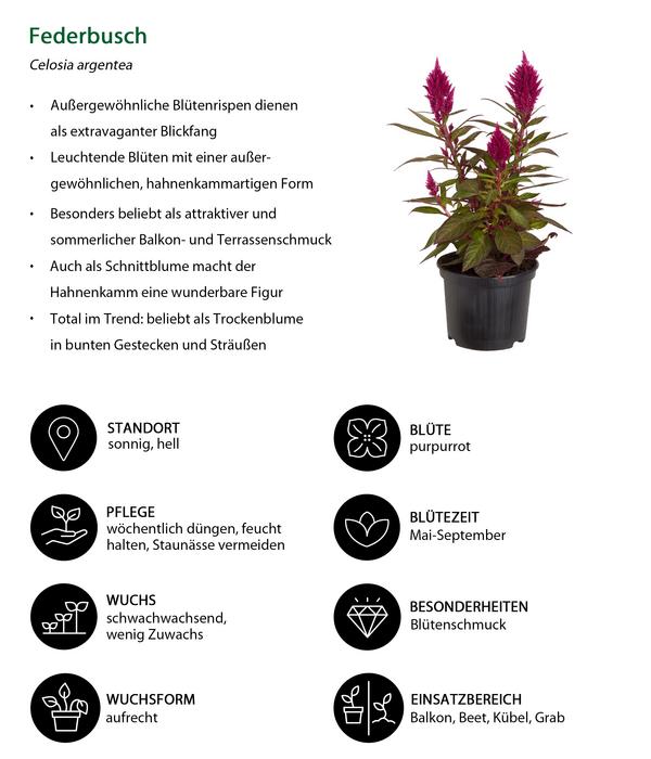 Beet- & Balkonpflanzen-Set Sommerpurpur,