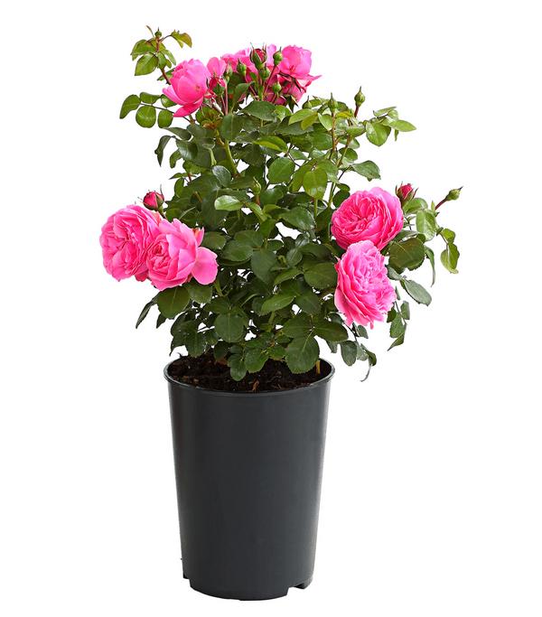 Rosen, verschiedene Sorten