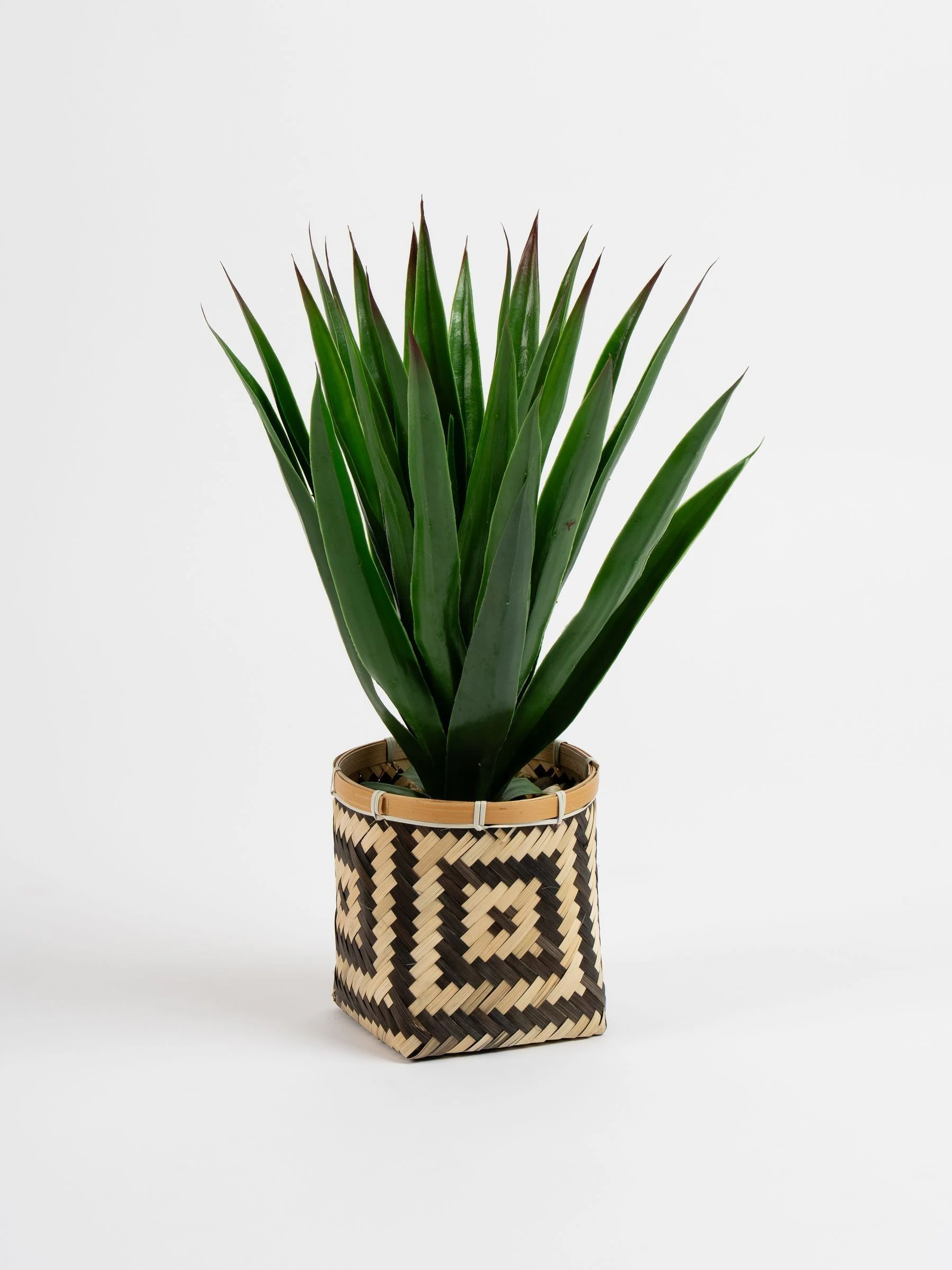 Scottish Everlastings Ltd Artificial Aloe in Basket