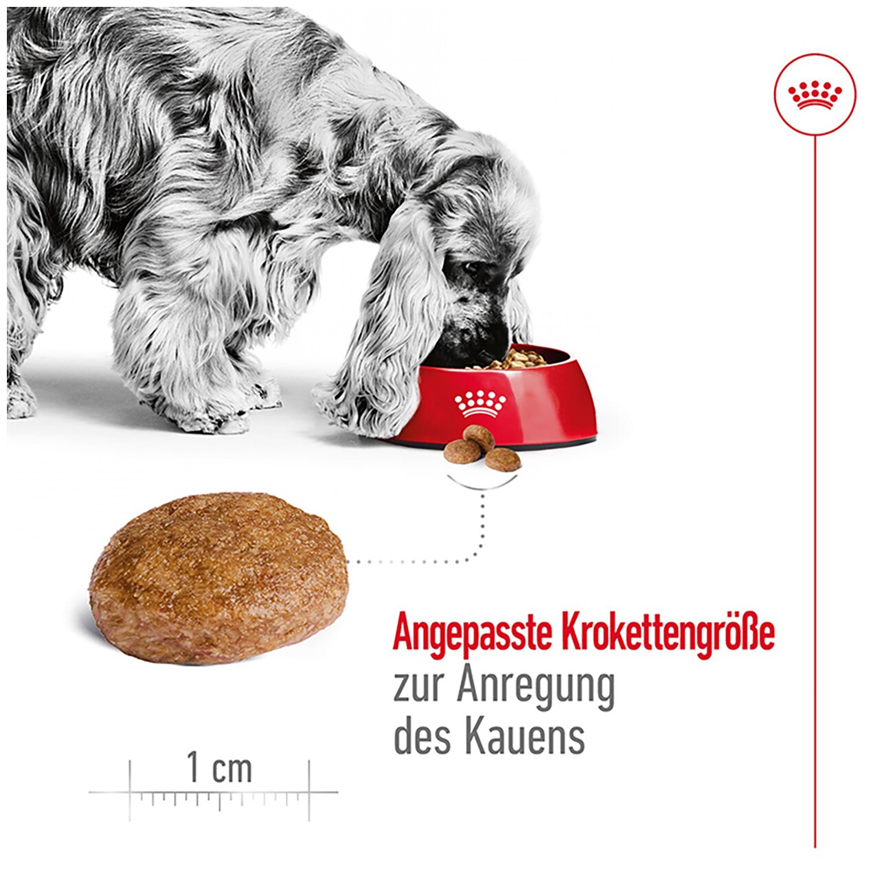 ROYAL CANIN Medium Adult 7+ 4 kg