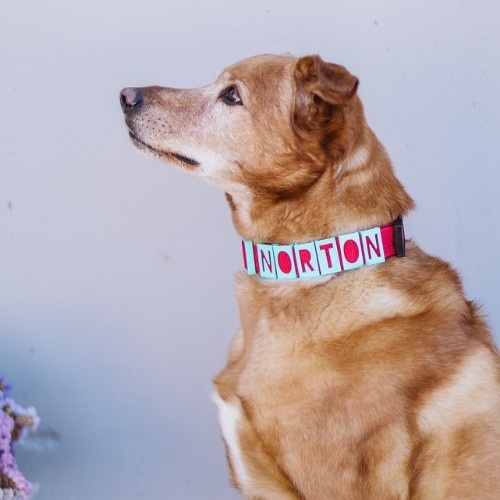 Coleira personalizada Seron para animais de estimação em nylon vermelho e turquesa