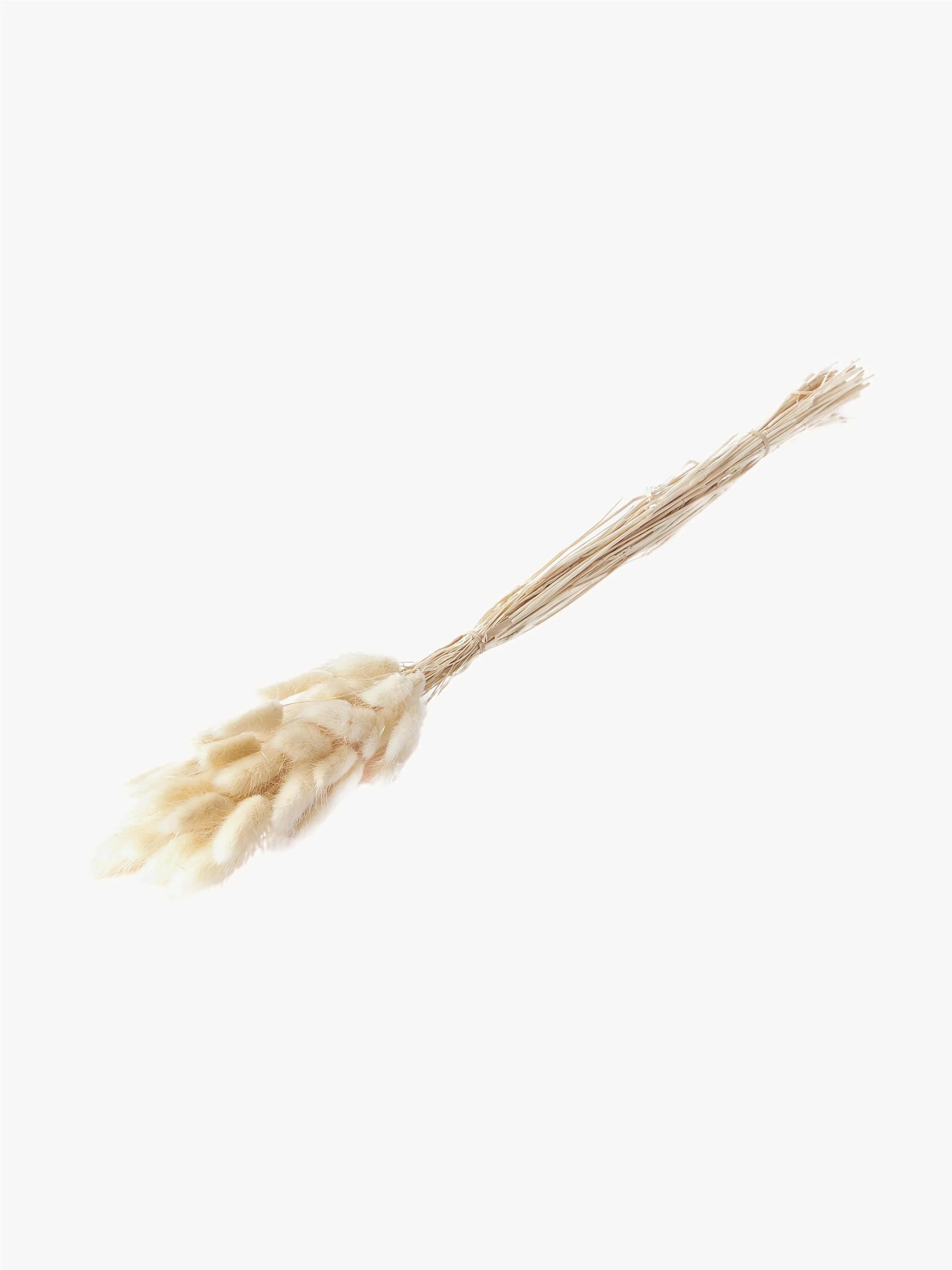 Droogbloemen Lagurus