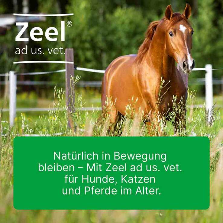 Zeel Ampullen vet. (für Tiere), 5X5 ml