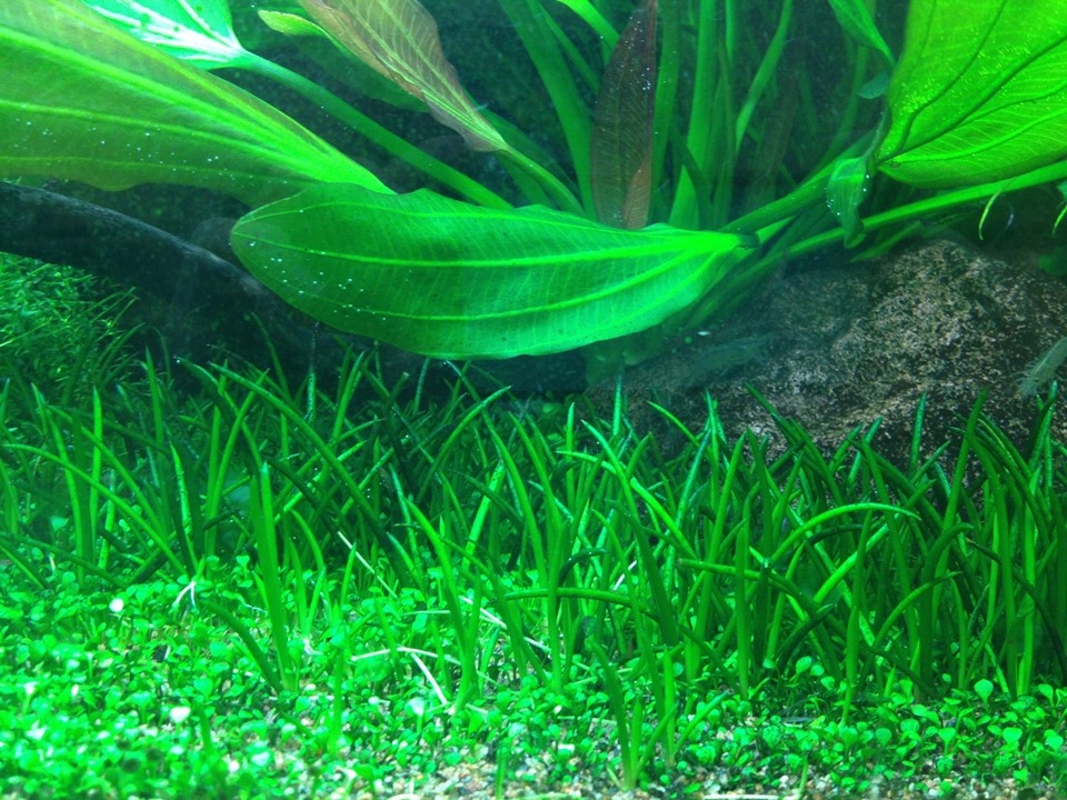 Waterplant Littorella Uniflora