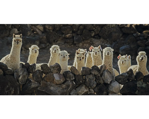 Postkaart GEO XXL Alpaca's 23x11 cm