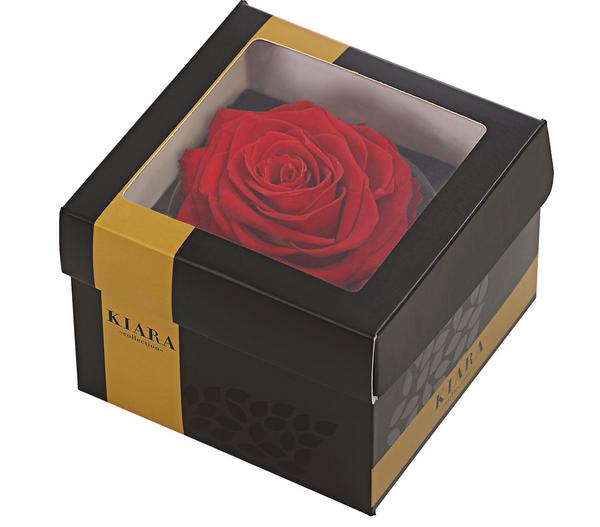 Dehner Longlife-Rose in Geschenkbox, ca. Ø9